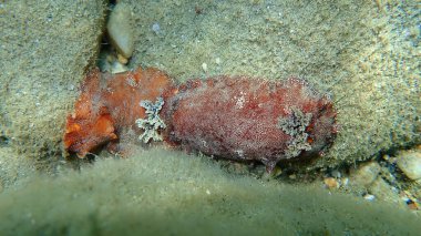 Sualtı çiftleşmesi. Deniz salyangozu kırmızısı çıplaklık ya da kırmızı kahverengi deri dori (Platydoris argo) deniz altı, Ege Denizi, Yunanistan, Halkidiki