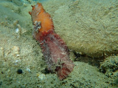 Sualtı çiftleşmesi. Deniz salyangozu kırmızısı çıplaklık ya da kırmızı kahverengi deri dori (Platydoris argo) deniz altı, Ege Denizi, Yunanistan, Halkidiki