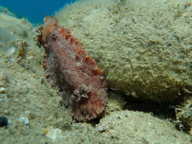 Sualtı çiftleşmesi. Deniz salyangozu kırmızısı çıplaklık ya da kırmızı kahverengi deri dori (Platydoris argo) deniz altı, Ege Denizi, Yunanistan, Halkidiki