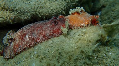 Sualtı çiftleşmesi. Deniz salyangozu kırmızısı çıplaklık ya da kırmızı kahverengi deri dori (Platydoris argo) deniz altı, Ege Denizi, Yunanistan, Halkidiki