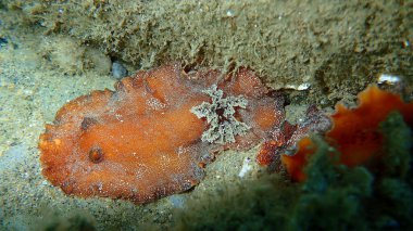 Sualtı çiftleşmesi. Deniz salyangozu kırmızısı çıplaklık ya da kırmızı kahverengi deri dori (Platydoris argo) deniz altı, Ege Denizi, Yunanistan, Halkidiki