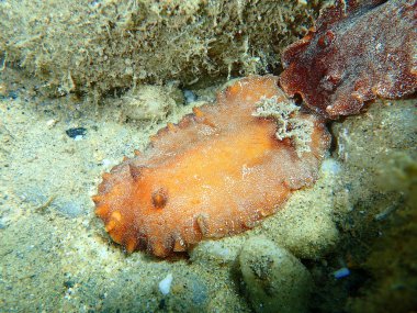 Sualtı çiftleşmesi. Deniz salyangozu kırmızısı çıplaklık ya da kırmızı kahverengi deri dori (Platydoris argo) deniz altı, Ege Denizi, Yunanistan, Halkidiki