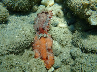 Sualtı çiftleşmesi. Deniz salyangozu kırmızısı çıplaklık ya da kırmızı kahverengi deri dori (Platydoris argo) deniz altı, Ege Denizi, Yunanistan, Halkidiki