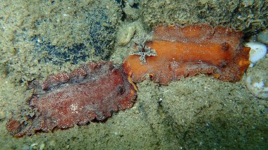Sualtı çiftleşmesi. Deniz salyangozu kırmızısı çıplaklık ya da kırmızı kahverengi deri dori (Platydoris argo) deniz altı, Ege Denizi, Yunanistan, Halkidiki
