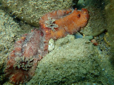Sualtı çiftleşmesi. Deniz salyangozu kırmızısı çıplaklık ya da kırmızı kahverengi deri dori (Platydoris argo) deniz altı, Ege Denizi, Yunanistan, Halkidiki