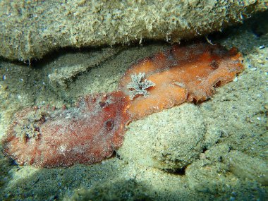 Sualtı çiftleşmesi. Deniz salyangozu kırmızısı çıplaklık ya da kırmızı kahverengi deri dori (Platydoris argo) deniz altı, Ege Denizi, Yunanistan, Halkidiki