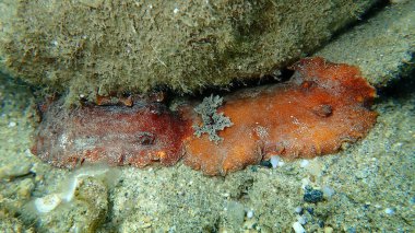 Sualtı çiftleşmesi. Deniz salyangozu kırmızısı çıplaklık ya da kırmızı kahverengi deri dori (Platydoris argo) deniz altı, Ege Denizi, Yunanistan, Halkidiki