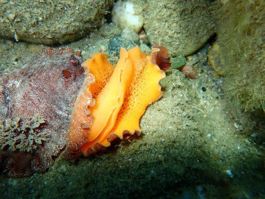 Uderwater çiftleşmesinden sonra. Deniz salyangozu kırmızısı çıplaklık ya da kırmızı kahverengi deri dori (Platydoris argo) deniz altı, Ege Denizi, Yunanistan, Halkidiki
