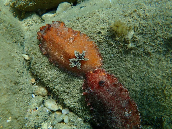 Подводное Спаривание Морской Слизняк Красно Коричневый Красно Коричневый Кожистый Дорис — стоковое фото