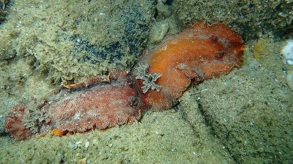 Podwodne Krycie Ślimak Morski Czerwono Brązowy Nudibranch Lub Czerwono Brązowy — Zdjęcie stockowe
