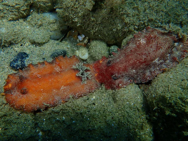 Подводное Спаривание Морской Слизняк Красно Коричневый Красно Коричневый Кожистый Дорис — стоковое фото