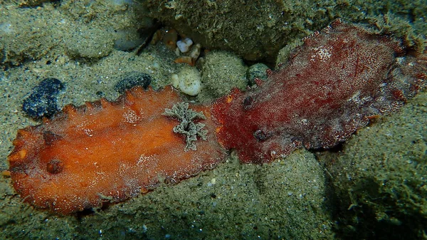 Underwater Mating Sea Slug Redbrown Nudibranch Redbrown Leathery Doris Platydoris — Stock Photo, Image