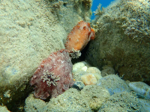 Під Водою Спарювання Sea Slug Redbrown Nudibranch Redbrown Leathery Doris — стокове фото