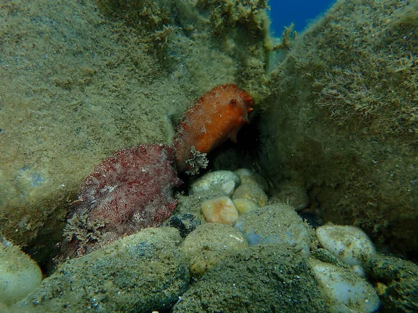 Podwodne Krycie Ślimak Morski Czerwono Brązowy Nudibranch Lub Czerwono Brązowy — Zdjęcie stockowe