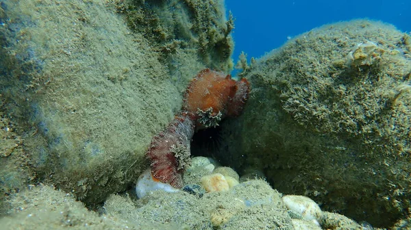 Під Водою Спарювання Sea Slug Redbrown Nudibranch Redbrown Leathery Doris — стокове фото