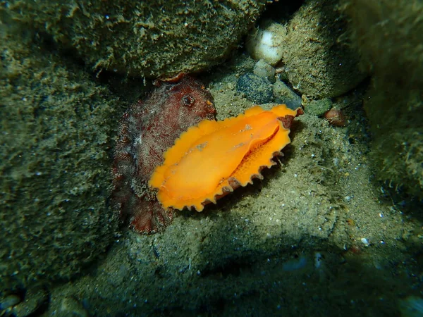 Kryciu Uderwater Ślimak Morski Czerwono Brązowy Nudibranch Lub Czerwono Brązowy — Zdjęcie stockowe