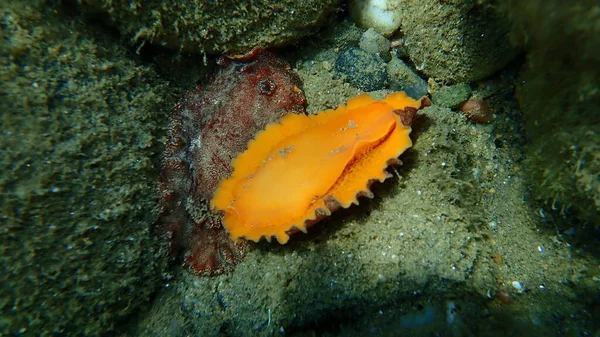 Páření Vemene Mořský Slimák Červenohnědý Nudibranch Nebo Červenohnědý Kožovitý Doris — Stock fotografie