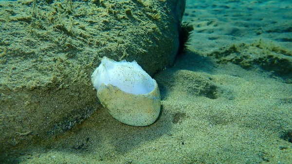 바닥에서 Octopus Vulgaris 그리스 Aegean Sea Halkidiki 문어를 죽이지 방법을 — 스톡 사진