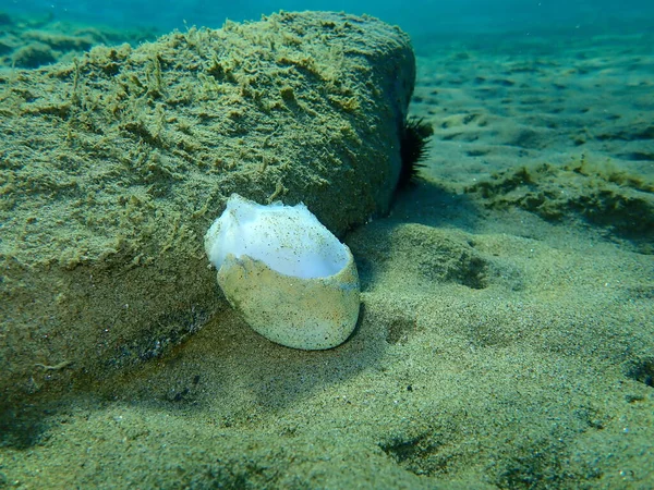 Cabeça Polvo Comum Incorretamente Morto Octopus Vulgaris Fundo Mar Mar — Fotografia de Stock