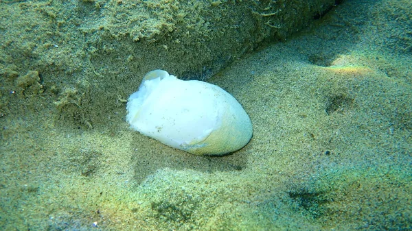 Head Incorrectly Killed Common Octopus Octopus Vulgaris Sea Bottom Aegean — Stock Photo, Image