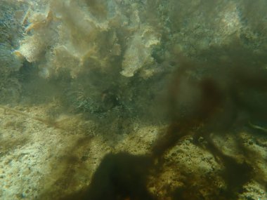 Genel ahtapot (Octopus vulgaris) mürekkep deniz altı, Ege Denizi, Yunanistan, Halkidiki