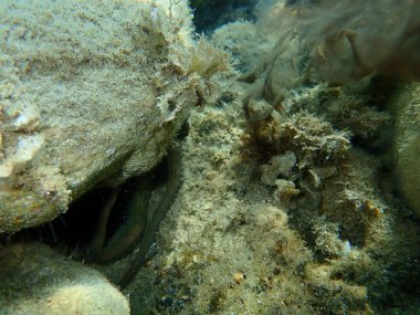 Genel ahtapot (Octopus vulgaris) mürekkep deniz altı, Ege Denizi, Yunanistan, Halkidiki