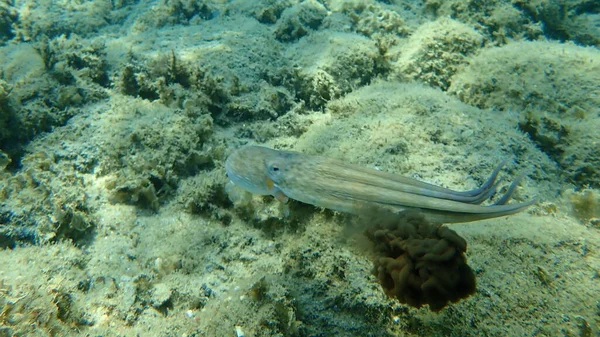 Ink of common octopus (Octopus vulgaris) at the moment of inking undersea, Aegean Sea, Greece, Halkidiki. Octopus out of focus.