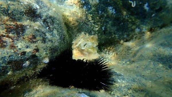 Seashell Oyster Black Sea Urchin Needles Underwater Aegean Sea Greece — Foto Stock
