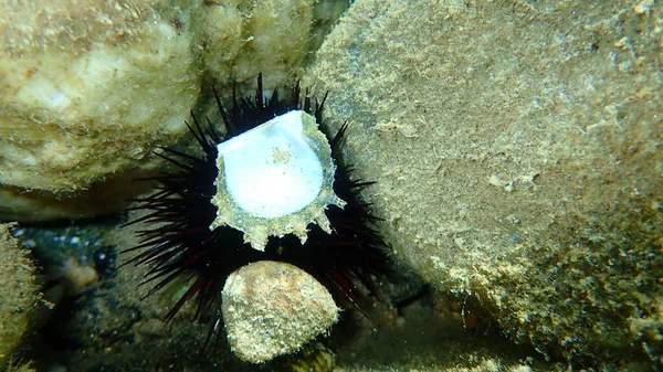 Coquille Une Huître Sur Des Aiguilles Oursin Noir Sous Eau — Photo