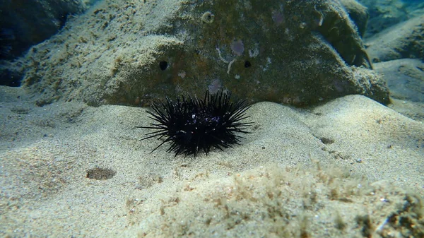 Dead Black Sea Urchin Arbacia Lixula Undersea Aegean Sea Greece — стокове фото
