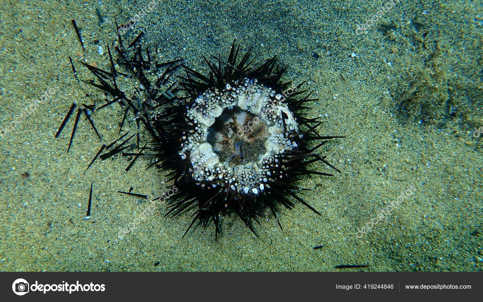 Ourico Mar Roxo Morto Paracentrotus Lividus Fundo Mar Mar Egeu Fotos Imagens De C Vjb19 Ourico Mar Roxo Morto Paracentrotus Lividus Fundo Mar Mar Egeu Fotos Imagens De C Vjb19