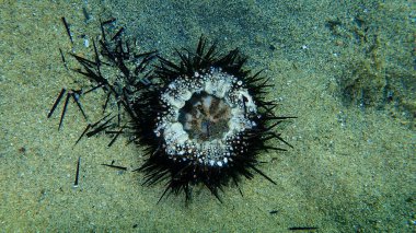 Deniz dibinde ölü mor deniz kestanesi (Paracentrotus lividus), Ege Denizi, Yunanistan, Halkidiki