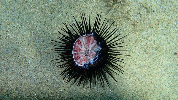 Deniz Dibinde Ölü Mor Deniz Kestanesi Paracentrotus Lividus Ege Denizi — Stok fotoğraf