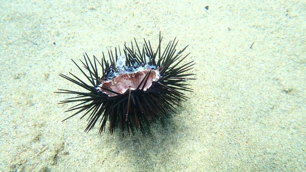 Dode Paarse Zee Egel Paracentrotus Lividus Zeebodem Egeïsche Zee Griekenland — Stockfoto