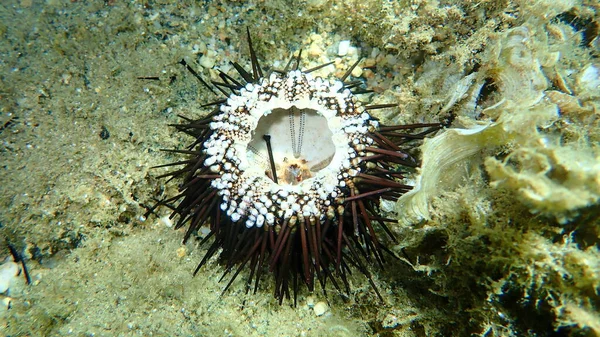 Dead purple sea urchin (Paracentrotus lividus) on sea bottom, Aegean Sea, Greece, Halkidiki
