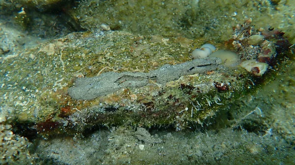Casa Destruida Polychaeta Spaghetti Worm Eupolymnia Crasscornis Una Piedra Torneada —  Fotos de Stock