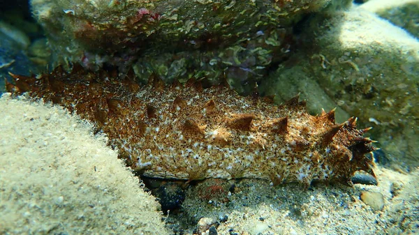 Seegurke Baumwollspinner Oder Seegurke Holothuria Tubulosa Auf Dem Meeresboden Ägäis — Stockfoto