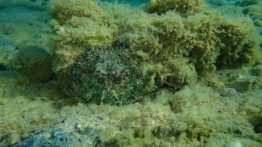 Ortak ahtapot (Octopus vulgaris) denizaltı, Ege Denizi, Yunanistan, Halkidiki