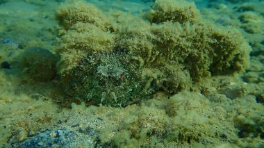 Ortak ahtapot (Octopus vulgaris) denizaltı, Ege Denizi, Yunanistan, Halkidiki
