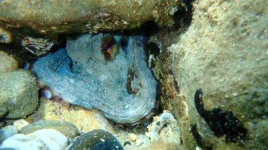 Ortak ahtapot (Octopus vulgaris) denizaltı, Ege Denizi, Yunanistan, Halkidiki