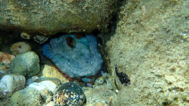 Ortak ahtapot (Octopus vulgaris) denizaltı, Ege Denizi, Yunanistan, Halkidiki