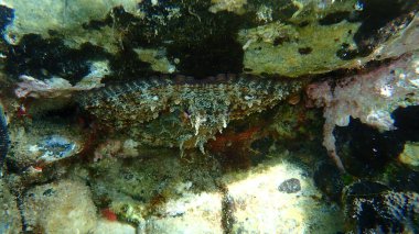 Ortak ahtapot (Octopus vulgaris) denizaltı, Ege Denizi, Yunanistan, Halkidiki