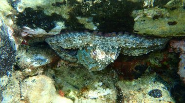 Ortak ahtapot (Octopus vulgaris) denizaltı, Ege Denizi, Yunanistan, Halkidiki