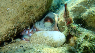 Ortak ahtapot (Octopus vulgaris) denizaltı, Ege Denizi, Yunanistan, Halkidiki