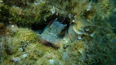 Ortak ahtapot (Octopus vulgaris) denizaltı, Ege Denizi, Yunanistan, Halkidiki