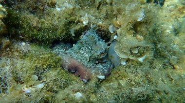 Ortak ahtapot (Octopus vulgaris) denizaltı, Ege Denizi, Yunanistan, Halkidiki