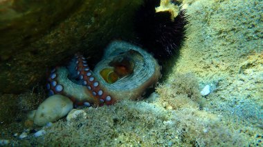 Ortak ahtapot (Octopus vulgaris) denizaltı, Ege Denizi, Yunanistan, Halkidiki