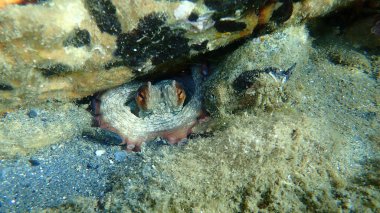 Ortak ahtapot (Octopus vulgaris) denizaltı, Ege Denizi, Yunanistan, Halkidiki