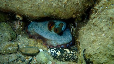 Ortak ahtapot (Octopus vulgaris) denizaltı, Ege Denizi, Yunanistan, Halkidiki