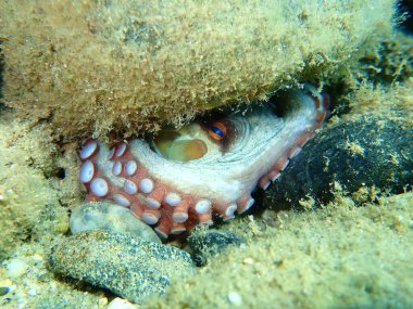 Ortak ahtapot (Octopus vulgaris) denizaltı, Ege Denizi, Yunanistan, Halkidiki